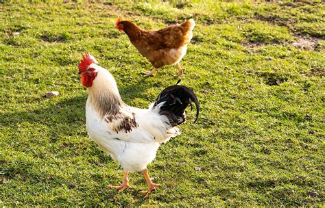 free chickens to give away.